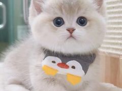 -Bastet sally猫舍购宠(静安店)
