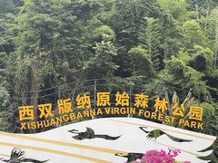 -西双版纳原始森林公园