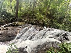 -莫里热带雨林景区