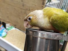 -哈尔滨道外花鸟鱼市场