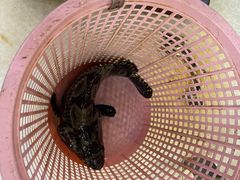 -庆余生平价生猛海鲜(海棠湾林旺夜市店)