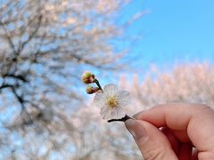 -国际非物质文化遗产博览园