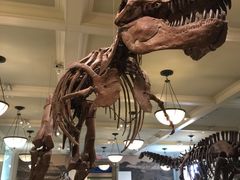 -美国自然历史博物馆