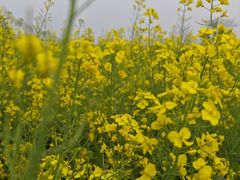 -同銮特种养殖场·龙虾垂钓
