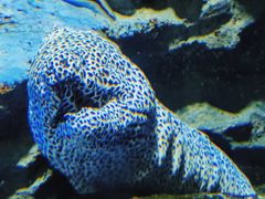 -新加坡海洋生态馆