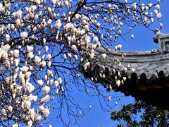 -龙华寺