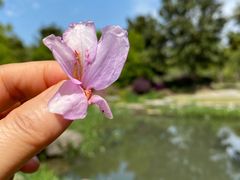 -上海滨江森林公园