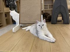 -猫域·湾主题猫咖·宠物吧(南坪城市广场店)