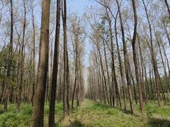 -黄海国家森林公园