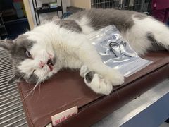 -爱诺耐芙动物医院(万博店)