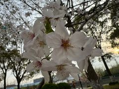 -高东镇樱花园