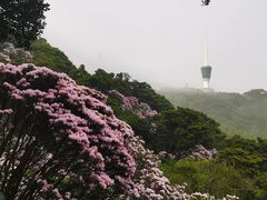 -梧桐山风景名胜区