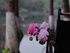 -重庆彩云湖湿地公园
