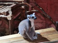 点击看大图 -Zoolung Zoolung动物主题公园(海信广场店)