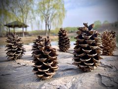 -大兴滨河森林公园