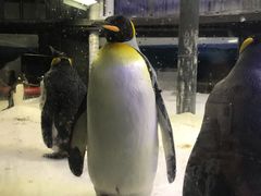 -悉尼海洋生物水族馆