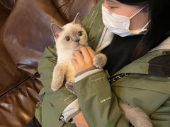 -猫大福·Fortune Cat猫舍(百子湾店)