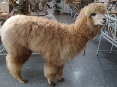 -共舞时光猫咖·狗咖(新街口店)