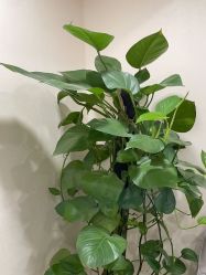 -北京炫美医疗美容