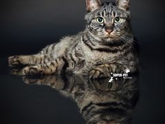 -超宠爱宠物摄影-Super pet