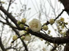 -香雪海