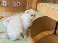 -CAT’S MEWSTAR CAFE·喵星球猫屋(晴湾咖啡店)