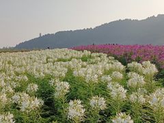 -径山花海