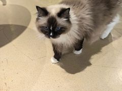 -藏猫猫咖啡主题馆(中央大道店)