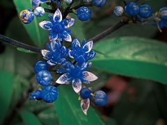 -海南热带雨林国家公园吊罗山景区