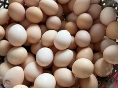 -马陆小张葡萄园农家乐