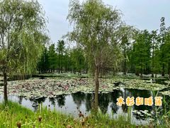 -池杉湖湿地公园