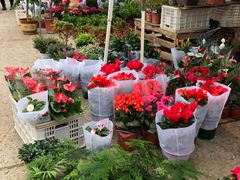 -中环花鸟鱼虫市场