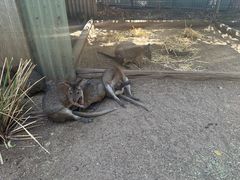 -费瑟代尔野生动物园