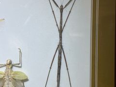 -上海昆虫博物馆