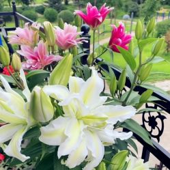 -Oasis Beauty水磨坊科技美肤中心