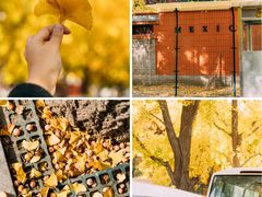 -三里屯东五街银杏大道