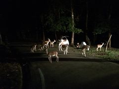 -清迈夜间动物园