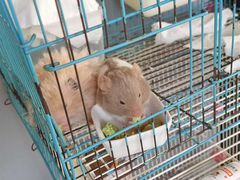 -楼上猫咖(罗湖店)