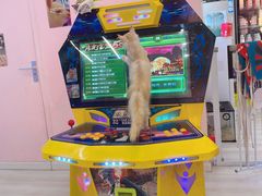 -千寻布偶家主题咖啡馆