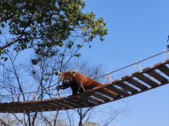 -上海野生动物园老虎餐厅