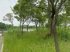 -宁波杭州湾国家湿地公园