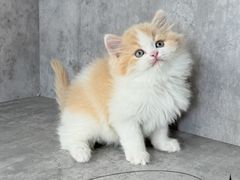 -小猫来了·猫舍(红山六九七九店)