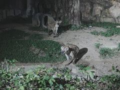 -清迈夜间动物园