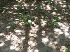 DSC_3351-南馆公园