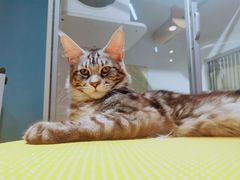 -十年猫舍·猫咪专门店(普陀店)