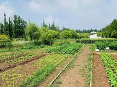 -前小桔亲子创意农场·草莓采摘·露营烧烤