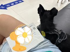 -申普宠物医院·心脏介入·心血管微创(总院)