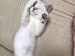 -糯米喵星人总部直营旗舰店·猫舍·幼猫出售