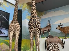 -陕西自然博物馆