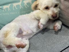 -犬也宠物造型(恒茂国际都会商业街店)